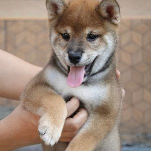 Meet your Posher, Elise